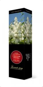 Советская Арктика обыкновенная сирень (в тубе)