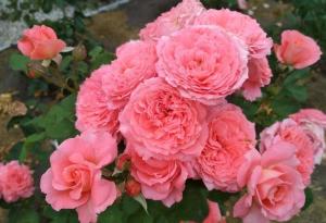 Люмьер де Луна роза Шраб (кустовая), холодный розовый оттенок