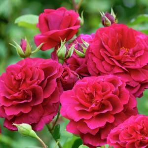 Сивил роза шраб (кустовая),цветки густого, темного малиново-пурпурного цвета