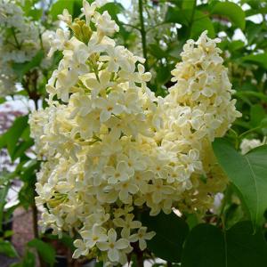 Праймроуз сирень обыкновенная (в тубе)