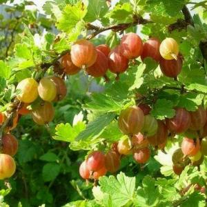 Конфетный крыжовник 1шт (в тубе) Поиск