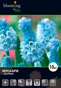 Лазурный мускари 10шт, (10-15см), (5/+)