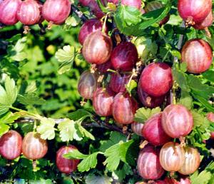 Северный капитан крыжовник 1шт (в тубеПОИСК) 