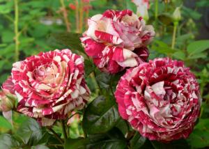 Иглесиас роза спрей,розово-малиновый полосатый.