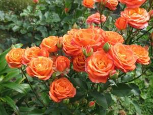 Келли роза спрей оранжевая