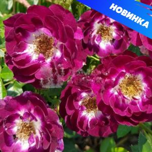 Манитоба роза спрей канадская, темно-фиолетовая с белым центром