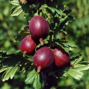 Черносливовый крыжовник (в тубе) Поиск