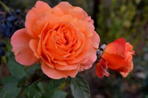 Эссель де ла Мари роза флорибунда,молочно-персиковой окраски
