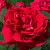 Флорентина роза плетистая, Лепестки ярко-красные, гладкие, собраны в махровые розетковидные цветки.