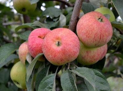 Конфетное яблоня (подвой семенной) (в тубе)