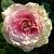 Юлий Цезарь роза плетистая, Лепестки с нежно-кремовой окраски с переходом к розовато-персиковом